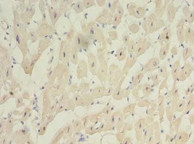 C20orf27 Antibody