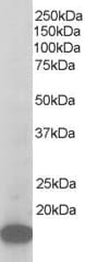 p21-ARC / ARPC3 Antibody (aa166-178)