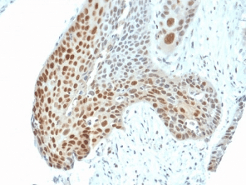 JUN / c-Jun Antibody (clone C-J 4C4/1)