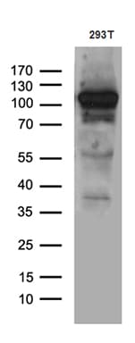 EXOC4 / SEC8 Antibody (clone OTI7G9, Carrier-free)