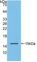 BBC3 / PUMA Antibody (APC)