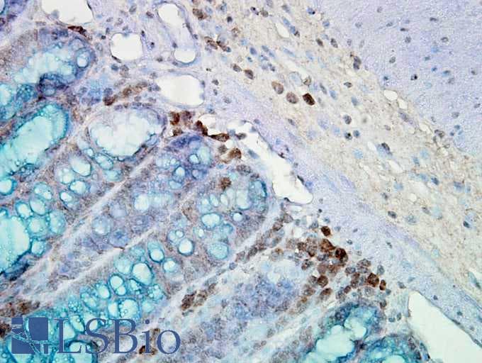 HSP90 / Heat Shock Protein 90 Antibody (clone AC-16, APC)