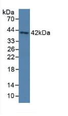 PON3 Antibody (aa2-354, HRP)