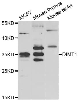 DIMT1L Antibody