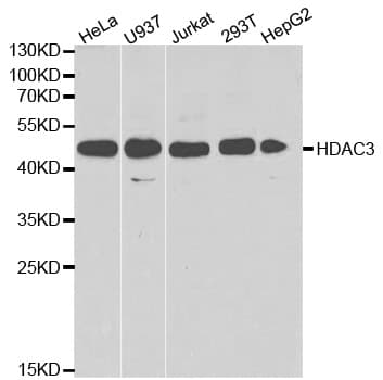 HDAC3 Antibody