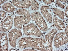 KLK8 / Kallikrein 8 Antibody (clone OTI8F1)