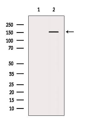 SMC4 Antibody