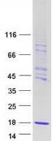 Human CHTF8 / C10orf18 Protein (Recombinant Myc-DDK (Flag))