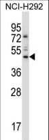 TEAD3 Antibody (aa82-110)