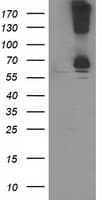 RPN1 / Ribophorin I Antibody (clone OTI6A9)