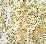 MGST2 Antibody (aa117-147)