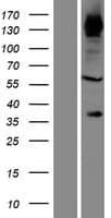 FAD104 / FNDC3B Protein (Over-Expression Lysate Myc-DDK (Flag))