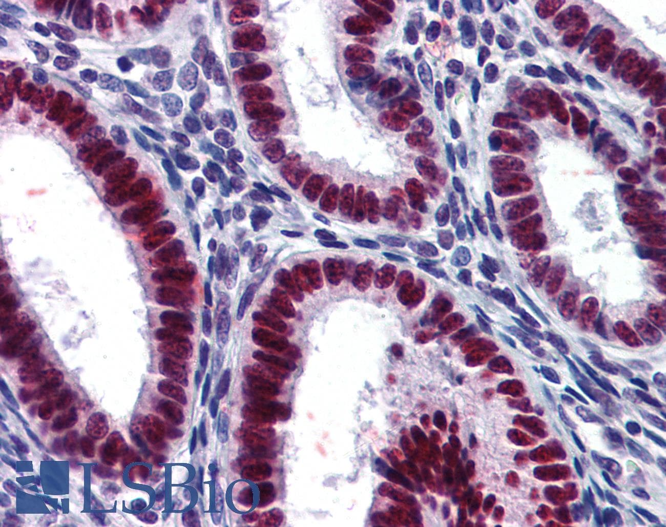 IHC-plus™ Monoclonal Mouse anti-Human Geminin Antibody (clone 1A8, IHC, IF, WB)