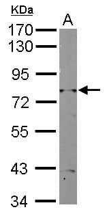 Polyclonal Rabbit anti-Yeast RAD3 Antibody (N-Terminus, WB)