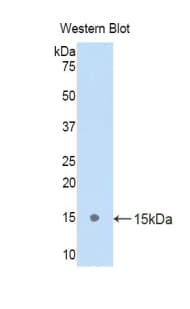 OCLN / Occludin Antibody (aa17-107, Biotin)