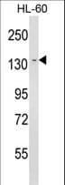 DEC-205 / CD205 / LY75 Antibody (aa646-675)