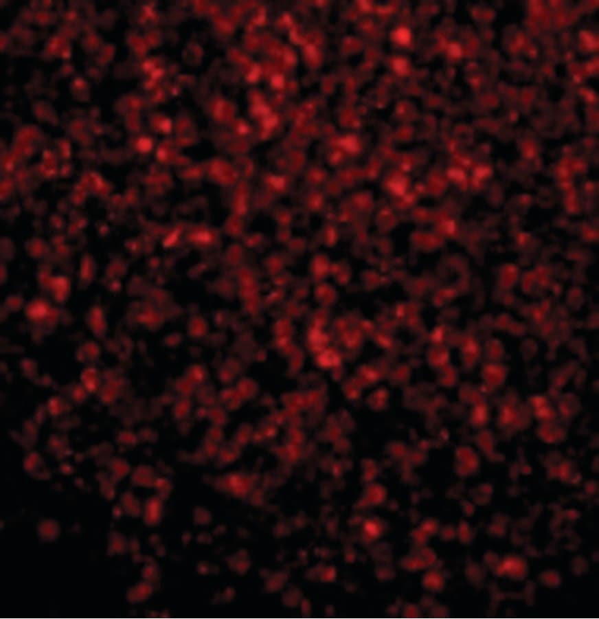 IHC-plus™ TLR2 Antibody
