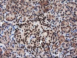 NUDT18 Antibody (clone OTI5D7)