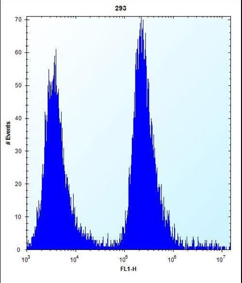 MGMT Antibody (aa1-30)
