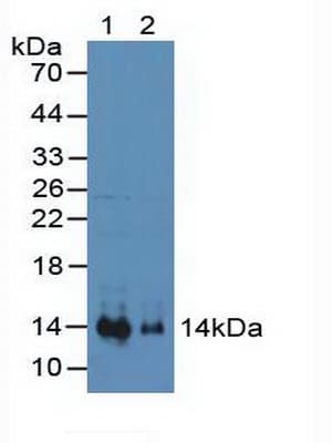 SDF1 / CXCL12 Antibody (aa23-93)