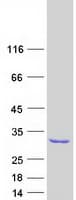 Human GSTM4-4 / GSTM4 Protein (Recombinant Myc-DDK (Flag))