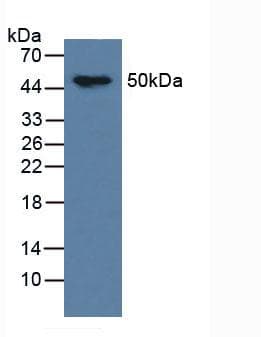 MAPT / Tau Antibody (aa92-400, Cy3)