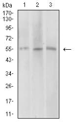 Monoclonal Mouse anti-Human AEBP2 Antibody (clone 3E3C10, IHC, WB)