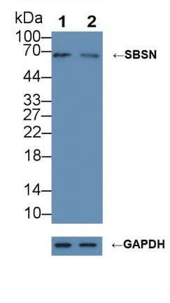 SBSN Antibody (aa434-590)