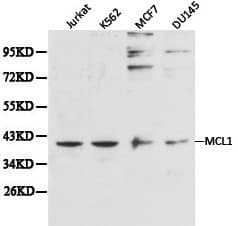 MCL1 / MCL 1 Antibody