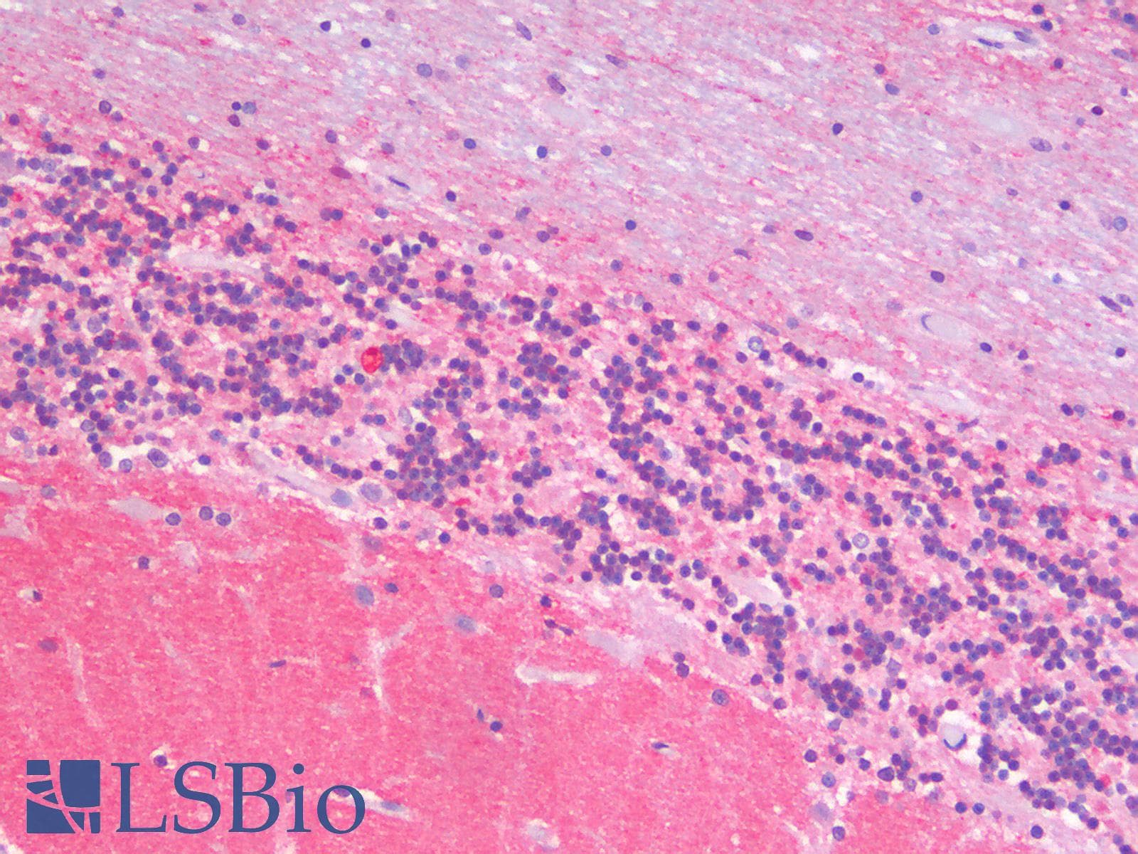 PathPlus™ GAP43 Antibody
