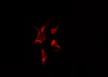 Polyclonal Rabbit anti-Human TCEB3 / Elongin A Antibody (IF, WB)