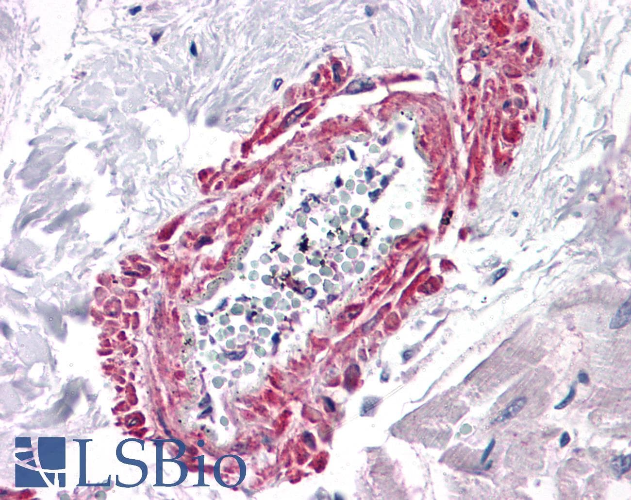IHC-plus™ AGTR1 / AT1 Receptor Antibody