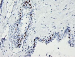 Monoclonal Mouse anti-Human FOXI1 Antibody (clone OTI2B8, aa111-350, IHC, IF, WB)