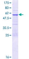 Human ENKUR Protein (Recombinant GST)