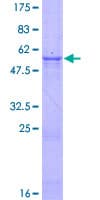 Human DNASE1 / DNase I Protein (Recombinant GST, N-terminus)