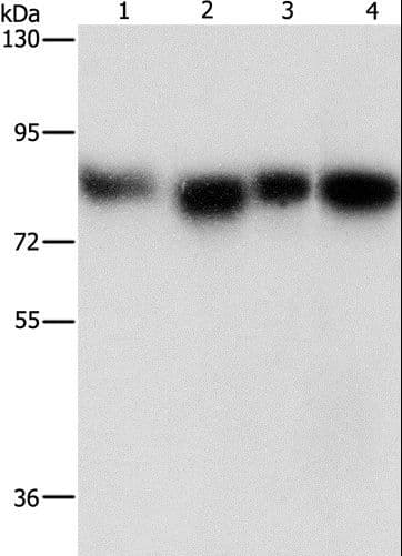 MAD1L1 / MAD1 Antibody