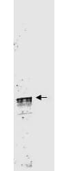 IHC-plus™ CCNL1 / Cyclin L1 Antibody (aa314-369)