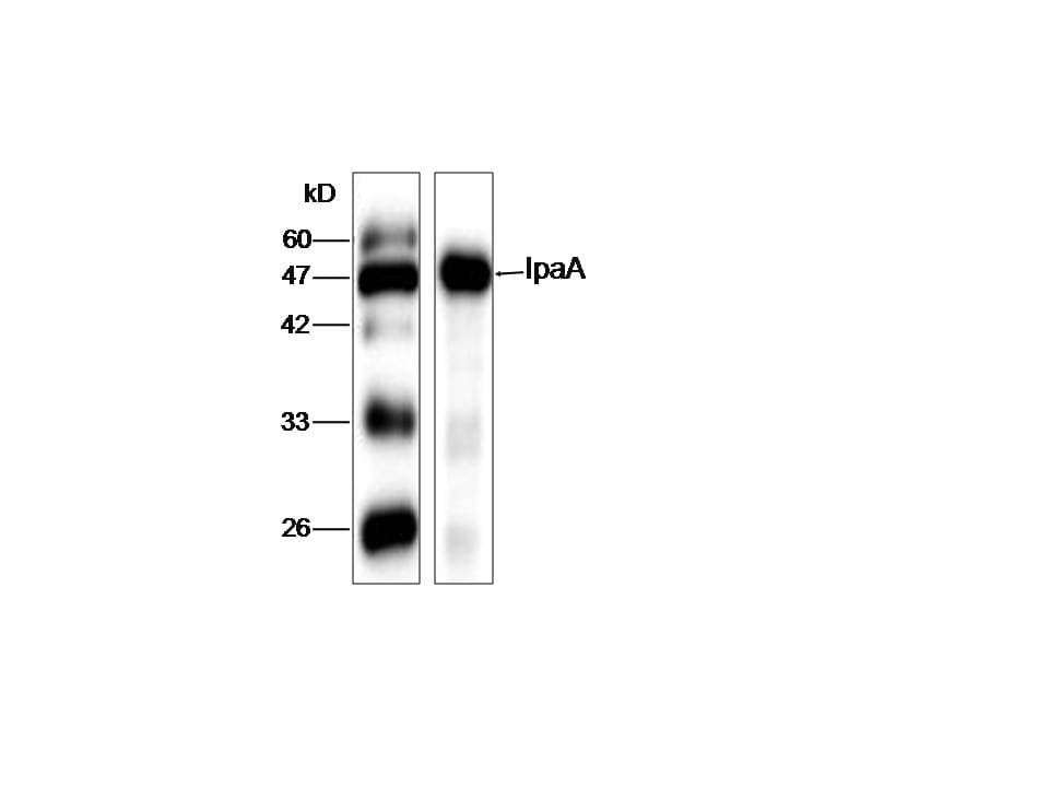 Shigella dysenteriae IpaA Antibody (aa240-581)