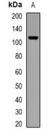 NOD1 Antibody