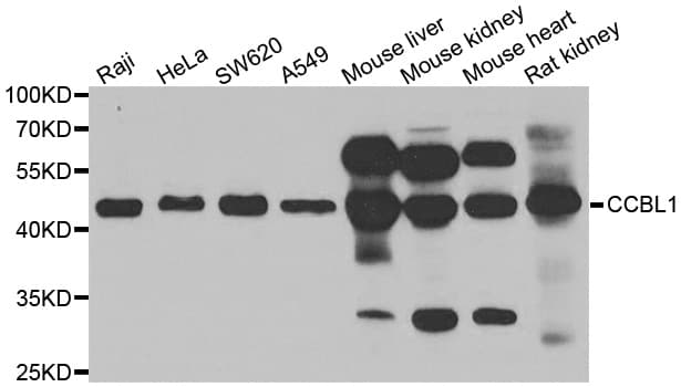 CCBL1 Antibody