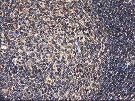 HMOX2 / Heme Oxygenase 2 Antibody (clone OTI1B4)
