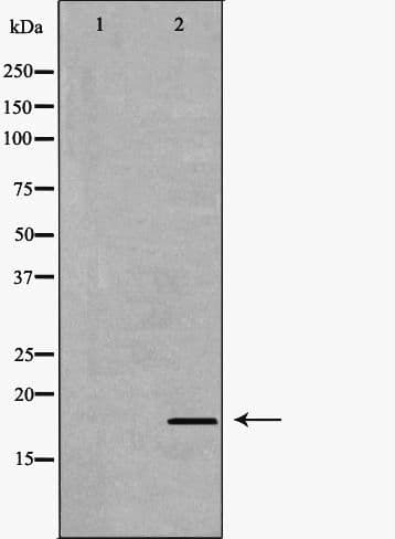 IL17A Antibody