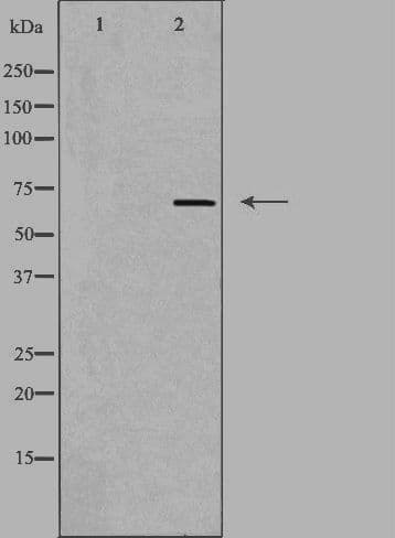 Polyclonal Rabbit anti-Human SLC7A4 Antibody (IF, WB)
