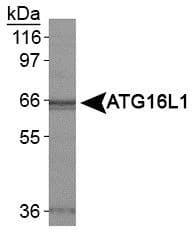 ATG16L1 / ATG16L Antibody (aa1-100, DY650)