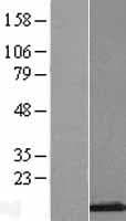 H2AFB2; H2AFB3 Protein (Over-Expression Lysate Myc-DDK (Flag))