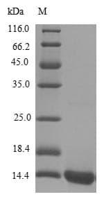 Human SCRG1 Protein (Recombinant 6His, N-terminus)