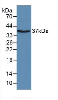 APOH / Apolipoprotein H Antibody (aa21-345)