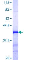Human PIBF1 / PIBF Protein (Recombinant GST, N-terminus)