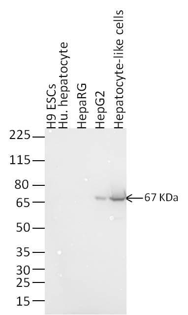 Monoclonal Mouse anti-Human Alpha-Fetoprotein Antibody (clone F1-6P2A8-P2B9A9, IF, WB)