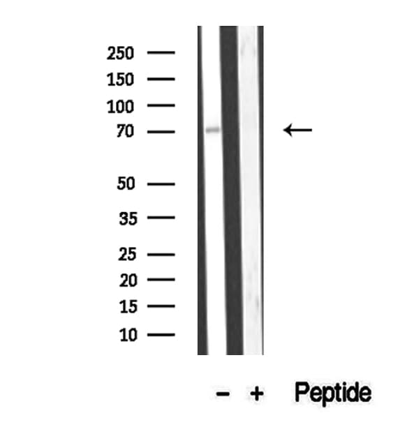 CCDC93 Antibody